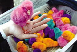 小鸡视频,趣味横生的萌宠日常