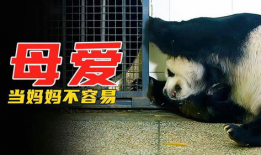 动物生孩子视频,动物育儿奇观大揭秘